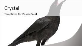  Presentation with crow - Presentation design with young carrion crow - corvus corone background and a white colored foreground