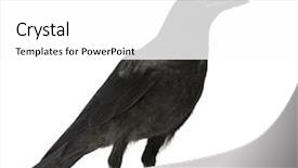  Presentation with crow - PPT theme featuring young carrion crow - corvus corone background and a white colored foreground