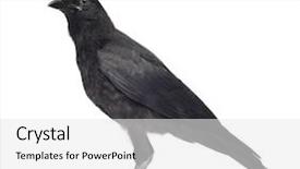  Presentation with crow - Slides consisting of young carrion crow - corvus corone background and a white colored foreground