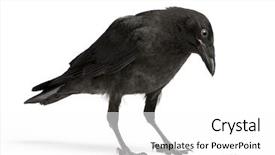  Presentation with crow - Slides having young carrion crow looking down background and a white colored foreground