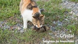  Presentation with bird hunting - Cool new slide deck with young cat catch and hunting backdrop and a gray colored foreground
