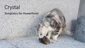  Presentation with bird hunting - PPT theme enhanced with young cat catch and hunting background and a light gray colored foreground