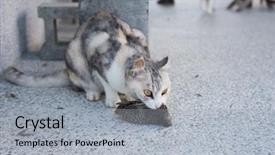  Presentation with bird hunting - Beautiful PPT theme featuring young cat catch and hunting backdrop and a light gray colored foreground