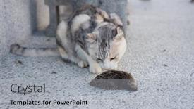  Presentation with bird hunting - Amazing presentation theme having young-cat-catch-and-hunting backdrop and a light gray colored foreground