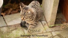  Presentation with garden - PPT layouts enhanced with young-cat-exploring-a-garden background and a coral colored foreground