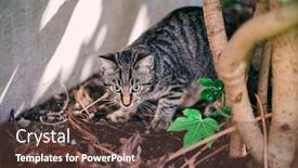  Presentation with cat - Amazing slide deck having young-cat-exploring-a-garden backdrop and a tawny brown colored foreground