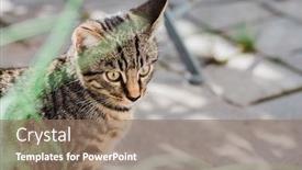  Presentation with cat - PPT theme consisting of young-cat-exploring-a-garden background and a coral colored foreground