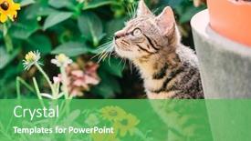  Presentation with cat - Audience pleasing slide deck consisting of young-cat-exploring-a-garden backdrop and a seafoam green colored foreground
