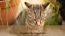  Presentation with cat - Slide deck enhanced with young-cat-exploring-a-garden background and a coral colored foreground