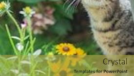  Presentation with cat - Slide set featuring young-cat-exploring-a-garden background and a yellow colored foreground