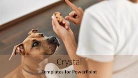  Presentation with teaching - Presentation having young-caucasian-woman-teaching-dog background and a coral colored foreground