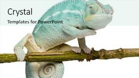  Presentation with youth leadership greenboard young - PPT theme featuring young chameleon furcifer pardalis - nosy background and a mint green colored foreground