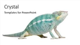  Presentation with youth leadership greenboard young - Audience pleasing presentation consisting of young chameleon furcifer pardalis - nosy be 7 months in front of a white background backdrop and a white colored foreground