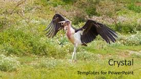 Presentation with serengeti africa - Presentation consisting of beaks - bald-headed marabou stork bird holding background and a yellow colored foreground