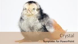  Presentation with chick - Audience pleasing PPT layouts consisting of mechanical engineering - color picture of some cranes backdrop and a violet colored foreground