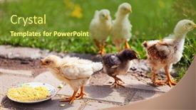  Presentation with garden - Cool new theme with young-chickens-in-the-garden backdrop and a tawny brown colored foreground