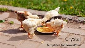  Presentation with garden - PPT layouts enhanced with young-chickens-in-the-garden background and a coral colored foreground