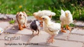  Presentation with garden - Amazing slide deck having young-chickens-in-the-garden backdrop and a coral colored foreground
