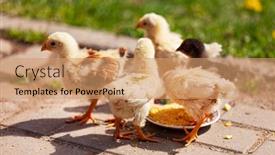  Presentation with garden - PPT theme consisting of young-chickens-in-the-garden background and a coral colored foreground