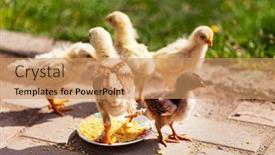  Presentation with garden - Slide deck with young-chickens-in-the-garden background and a coral colored foreground