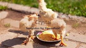  Presentation with garden - Colorful PPT theme enhanced with young-chickens-in-the-garden backdrop and a coral colored foreground