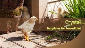  Presentation with garden - Slide deck with young-chickens-in-the-garden background and a tawny brown colored foreground
