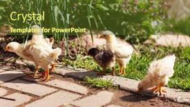  Presentation with garden - Colorful PPT theme enhanced with young-chickens-in-the-garden backdrop and a tawny brown colored foreground