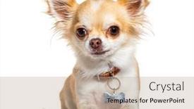  Presentation with medal - Presentation design having young-chihuahua-dog-wearing background and a coral colored foreground