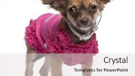  Presentation with pink white - Audience pleasing presentation theme consisting of fresh ripe apples on a white background backdrop and a cream colored foreground