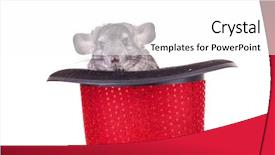  Presentation with tv show - Colorful PPT layouts enhanced with young chinchilla in a red backdrop and a  colored foreground