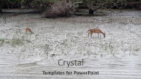  Presentation with india ganges - Theme having young-chital-deer-axis-axis background and a light gray colored foreground