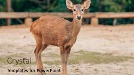  Presentation with deer - Presentation theme featuring young-chital-or-cheetal background and a coral colored foreground