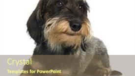  Presentation with dachshund - Theme consisting of young-coarse-haired-dachshund background and a violet colored foreground