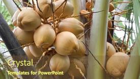  Presentation with growing tree - 