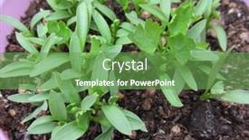  Presentation with grown - Amazing presentation theme having young-coriander-plants-grown backdrop and a seafoam green colored foreground