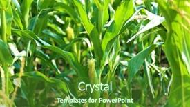  Presentation with corn plant - PPT theme enhanced with young corn cobs on plant background and a  colored foreground