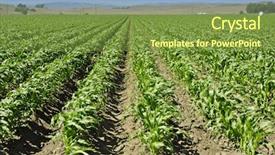  Presentation with corn field - Beautiful theme featuring young corn field in a valley in central california backdrop and a tawny brown colored foreground