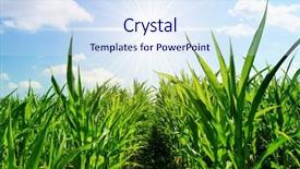  Presentation with seedling sun - Slides featuring young corn on a background background and a sky blue colored foreground