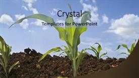  Presentation with corn plant - Slides consisting of young corn plants background and a light blue colored foreground