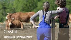  Presentation with cattle - Colorful presentation theme enhanced with young-couple-of-farmers-standing backdrop and a coral colored foreground