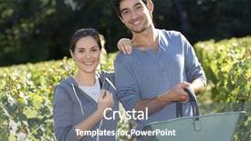  Presentation with vine wine - PPT theme having young couple of wine-growers walking in vine rows background and a gray colored foreground