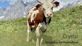  Presentation with mont blanc - PPT layouts with young-cow-in-a-high background and a yellow colored foreground