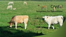  Presentation with cow milk - Cool new slide set with young cows on the meadow backdrop and a  colored foreground