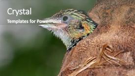  Presentation with old map south africa - PPT theme having young crested barbet trachyphonus vaillantii background and a gray colored foreground