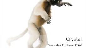  Presentation with old young - PPT theme enhanced with young crowned sifaka propithecus coronatus 1 year old walking in front of white background studio shot background and a white colored foreground