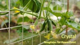 Presentation with vine - Audience pleasing presentation theme consisting of young cucumbers on vine backdrop and a tawny brown colored foreground