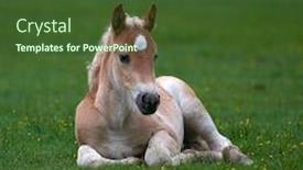  Presentation with foal - Amazing slide set having young cute foal outdoor resting backdrop and a tawny brown colored foreground