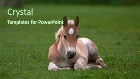  Presentation with foal - Colorful slide deck enhanced with young cute foal outdoor resting on mountain pasture in summer backdrop and a tawny brown colored foreground