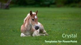  Presentation with foal - Slide deck having young-cute-foal-outdoor-resting background and a tawny brown colored foreground