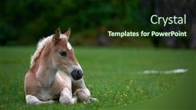  Presentation with foal - Presentation design with young-cute-foal-outdoor-resting background and a wine colored foreground